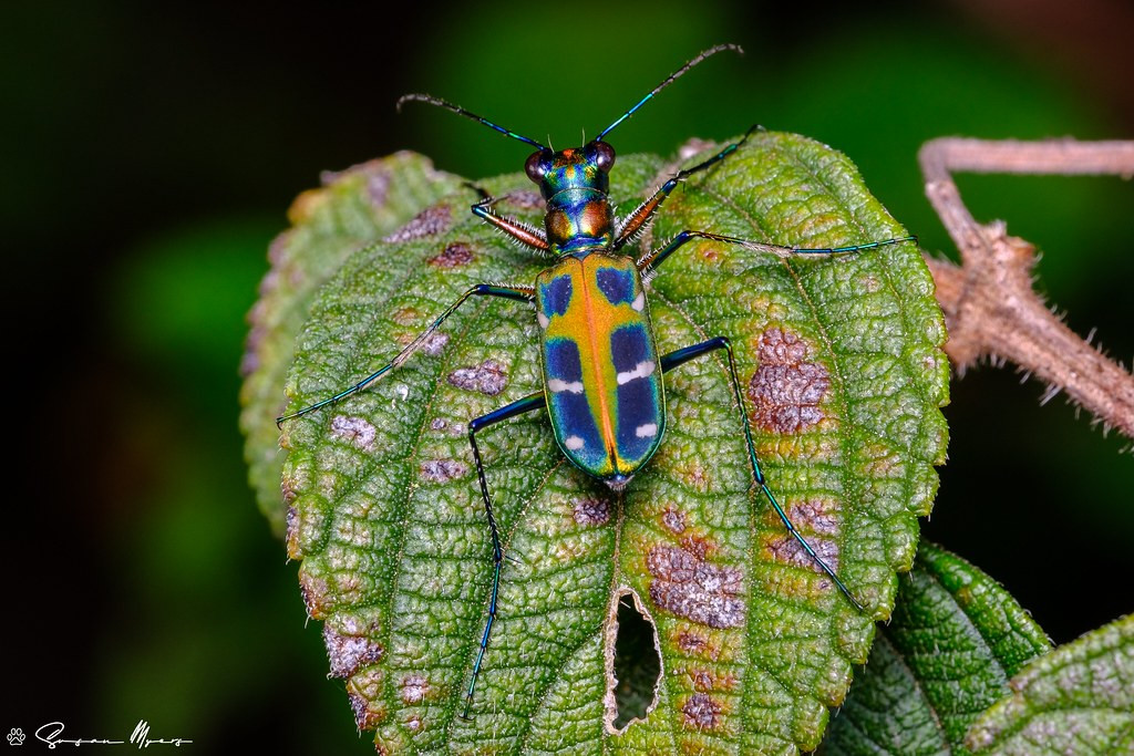 and this little forest jewel, a tiger beetle. 