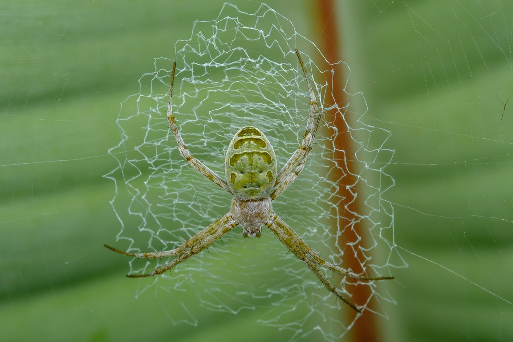 …or this beautiful Argiope orb weaver spider…