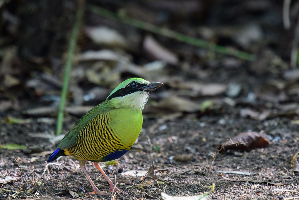 or this Bar-bellied Pitta