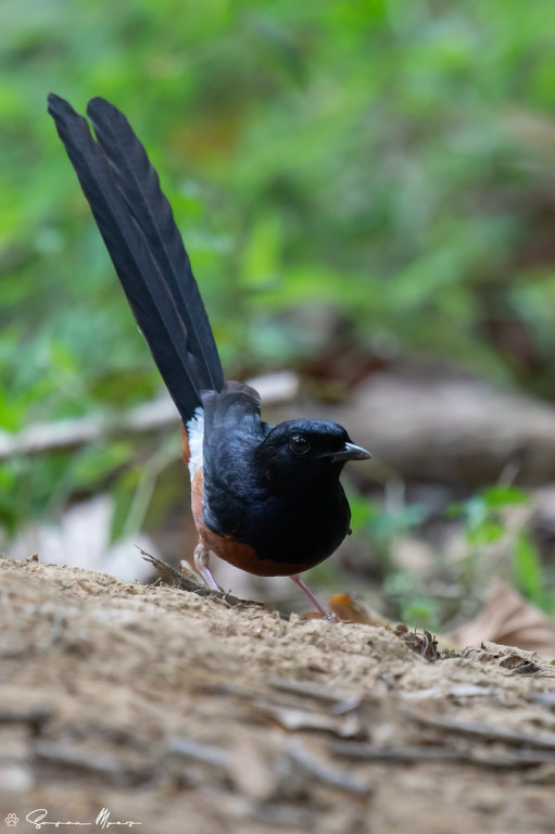 and the White-rumped Shama, an accomplished songster and infuriating mimic….