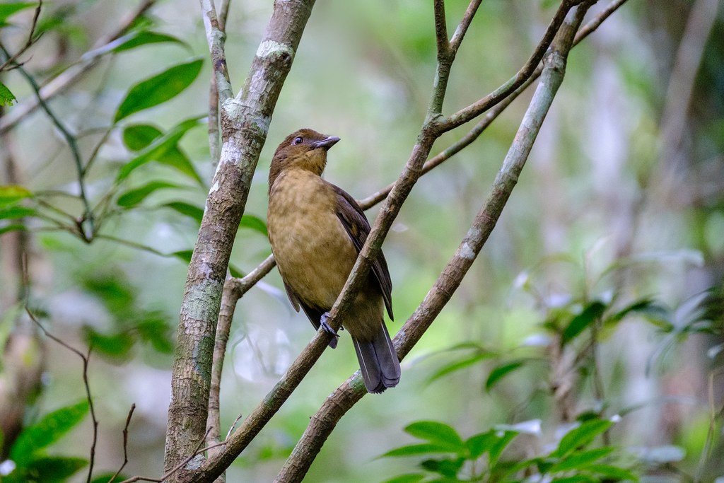 The New Guinea bowerbirds are otherworldly in their own way. Here is the rather drab Vogelkop Bowerbird…