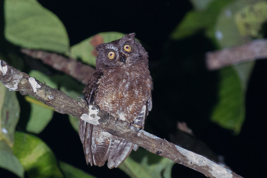 …the very localised endemic Biak Scops-Owl…