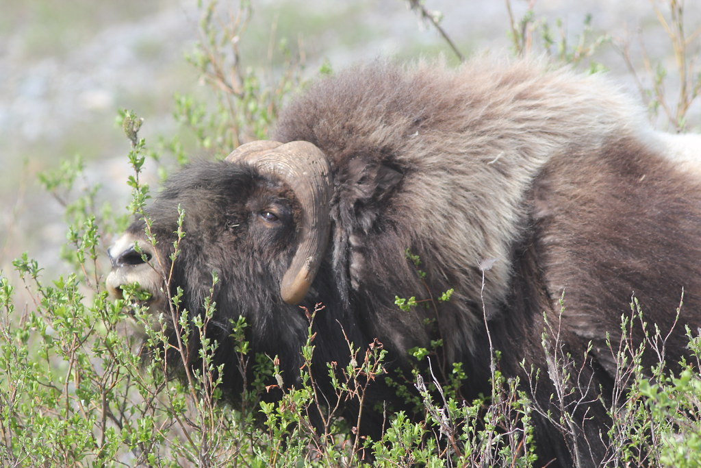 Mammals abound here as well, from shaggy Muskox…