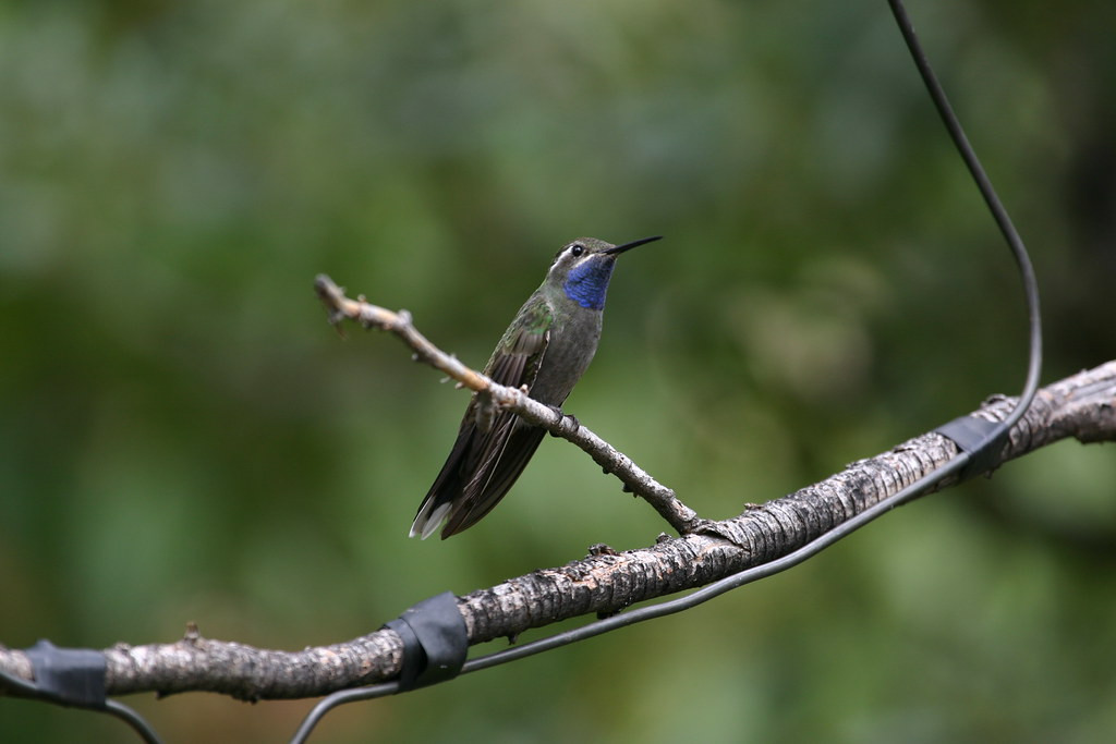 …to the imperious Blue-throated…