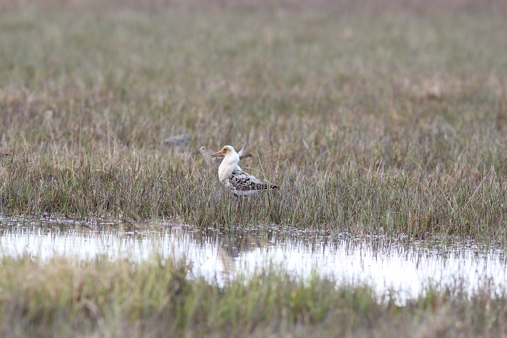 …or perhaps a vagrant from Russia, such as this gorgeous white Ruff.