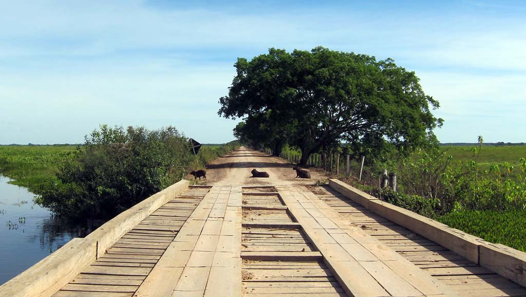 We drive the length of the Transpantaneira Highway, a dirt road with about 120 bridges, this one with a family of Capabaras collecting the toll.