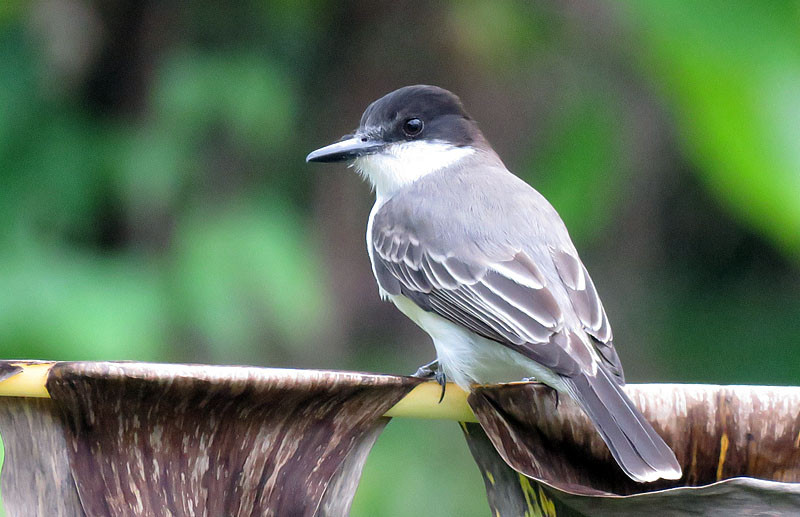 …and Antillean species including the usually under cover Loggerhead Kingbird.