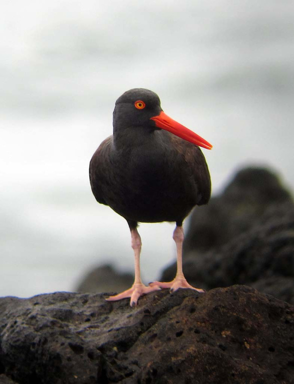 …such as Black Oystercatcher.