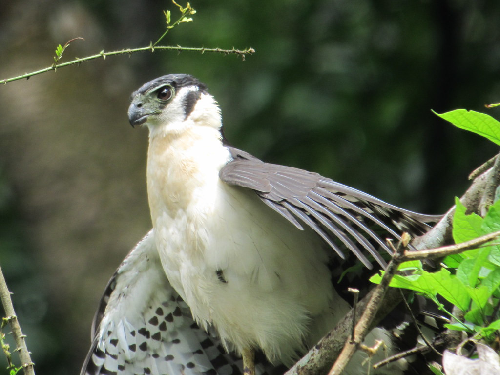 …and always it seems a surprise or two, like this Collared Forest Falcon.