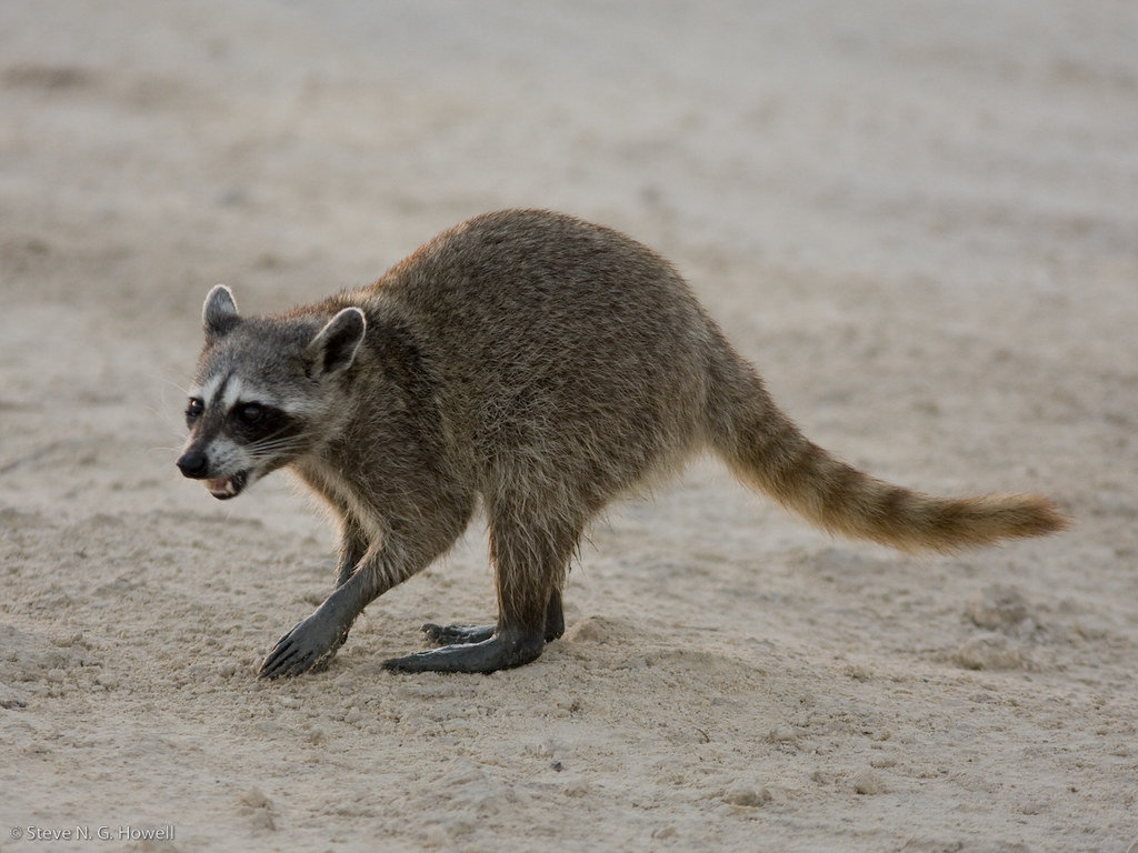 …and perhaps the endemic Cozumel Raccoon.