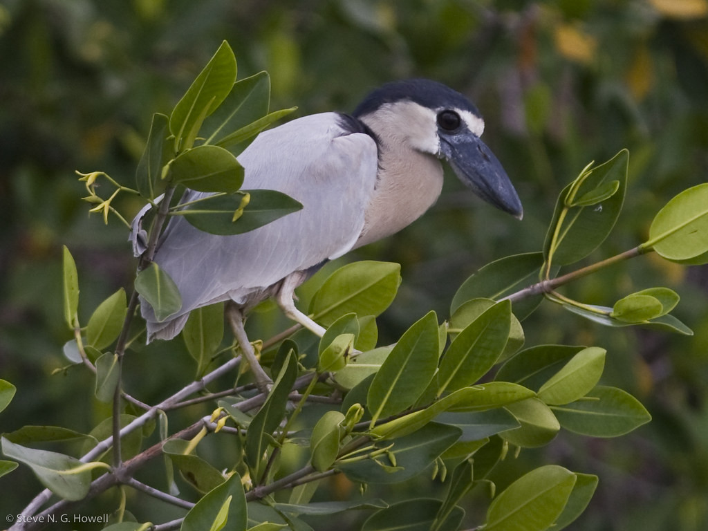 Numerous other waterbirds may feature the bizarre Boat-billed Heron and…
