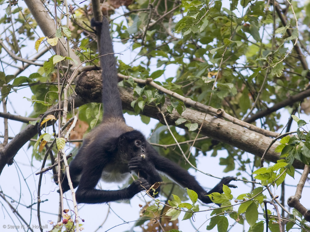 …and with luck we may encounter a confiding troop of Central American Spider Monkeys.
