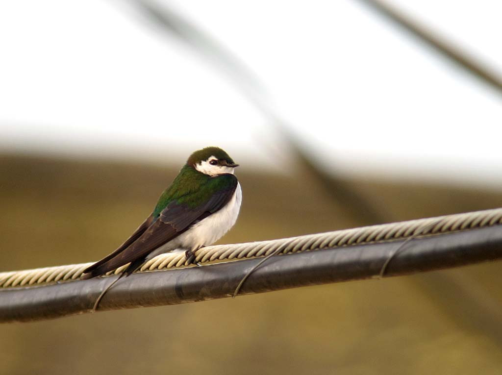 …and the world’s most colorful swallow, the Violet-green Swallow, is a common breeder of towns and in the countryside.