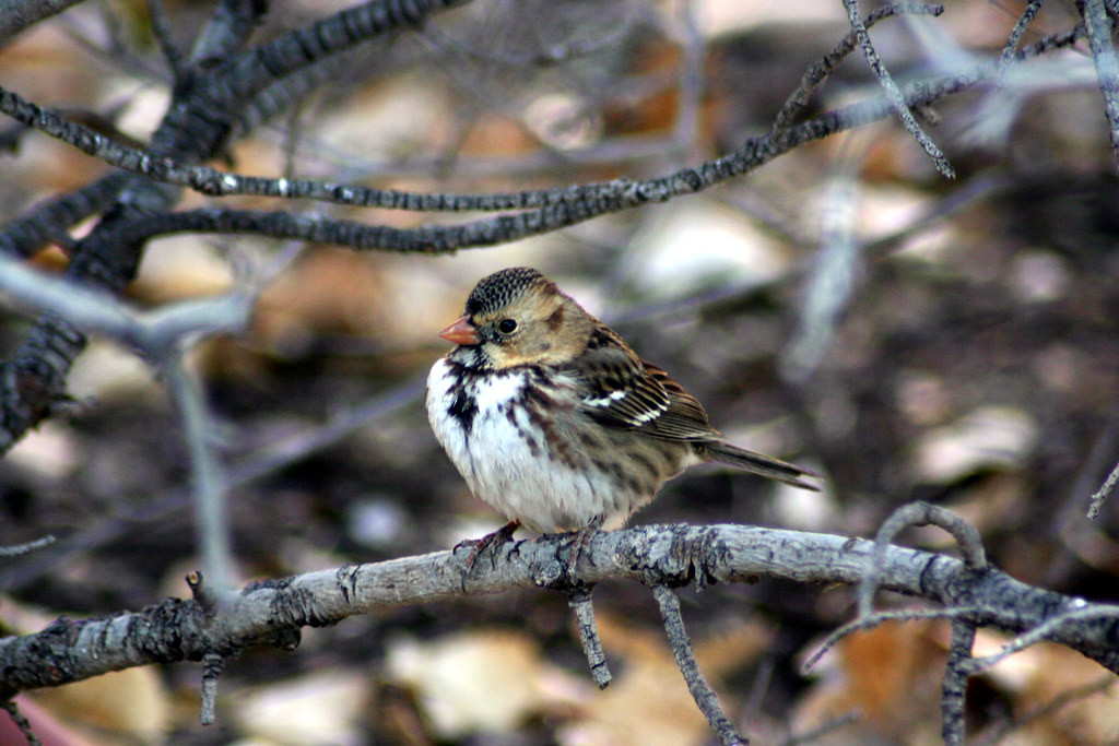 …and there is also the possibility of encountering a wintering rarities such as this Harris’s Sparrow…