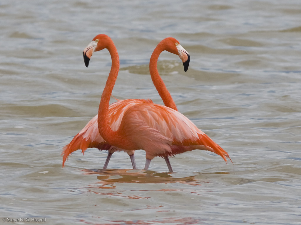 …home to an avian example of decorative exuberance personified in the form of American Flamingos.

