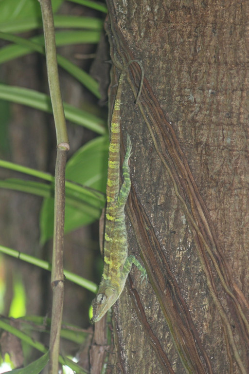 …and Giant Anoles peer down from their lofty perches.