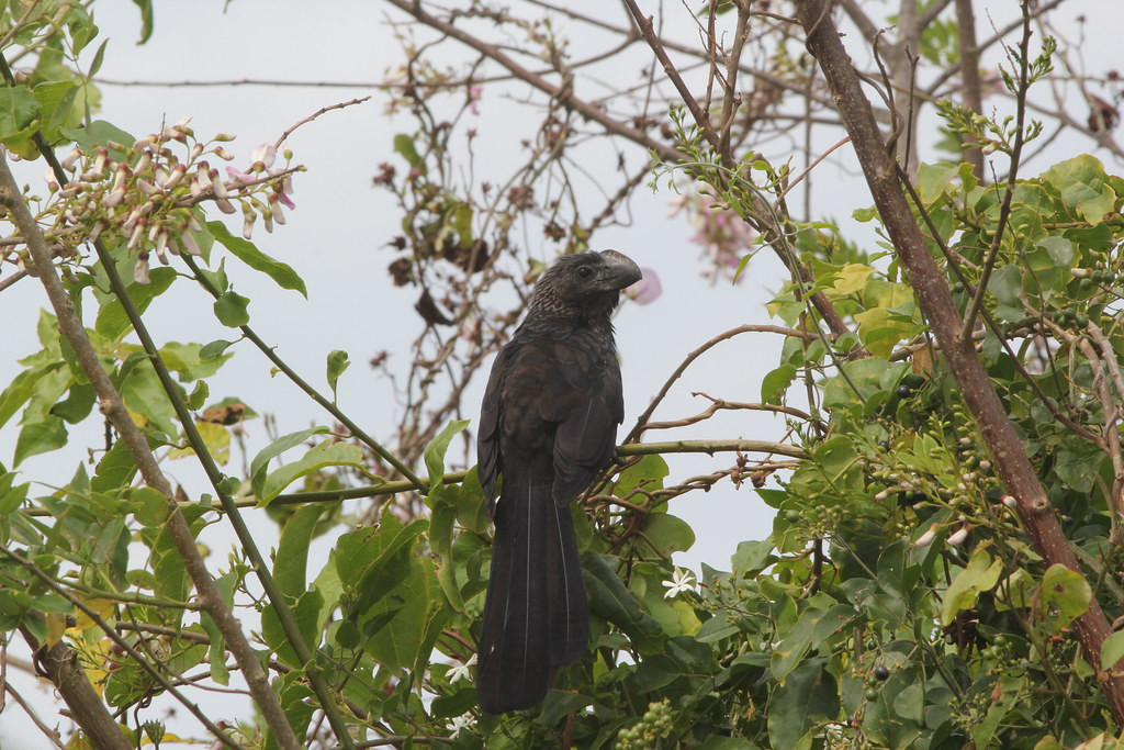 More widespread birds such as Smooth-billed Ani…