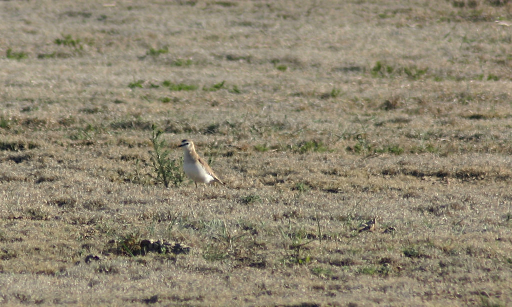 …where fields can harbor Mountain Plover…