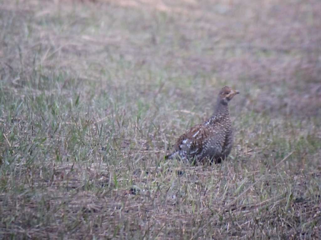 …we might find a Dusky Grouse…