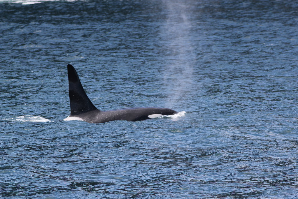 …often attract some serious attention from roaming Orcas.