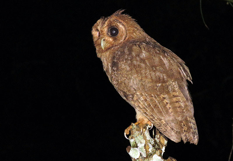 The Jamaican Owl is not particularly shy…