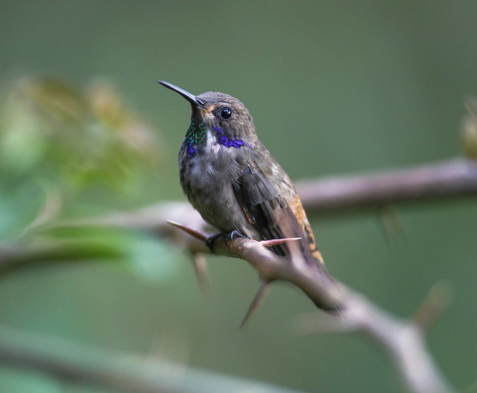 …its slightly more dowdy Brown Violetear cousin…