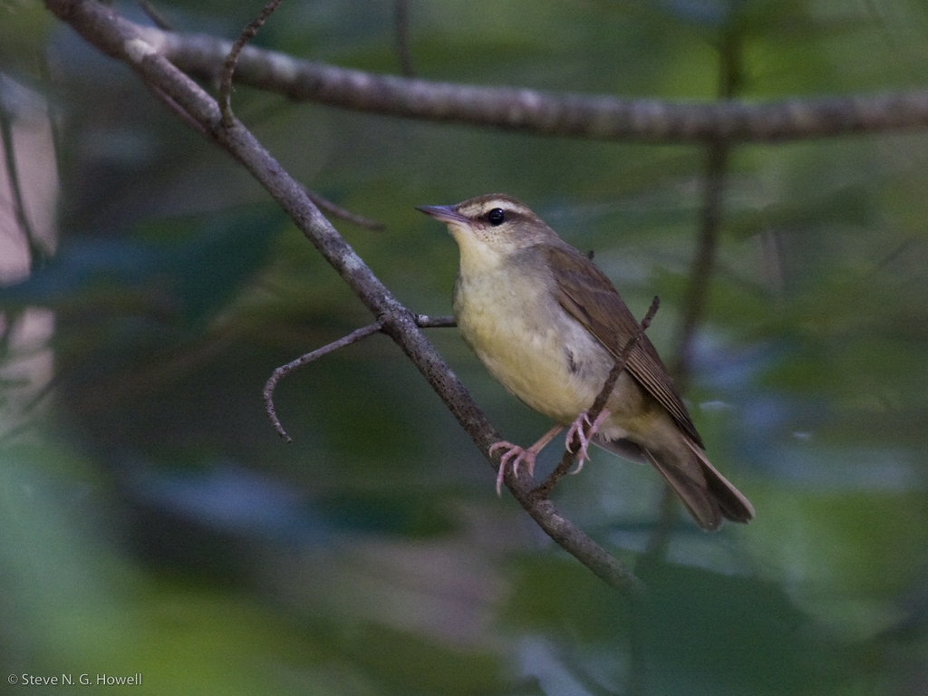 …to the understated Swainson’s Warbler, which is fairly common.
