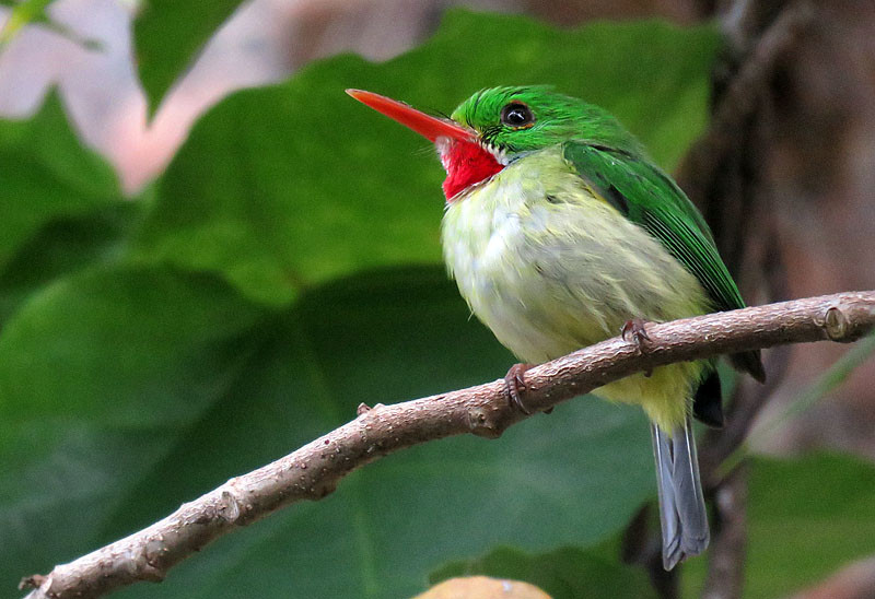 …we hope to see all the endemic birds including the endearing Jamaican Tody…