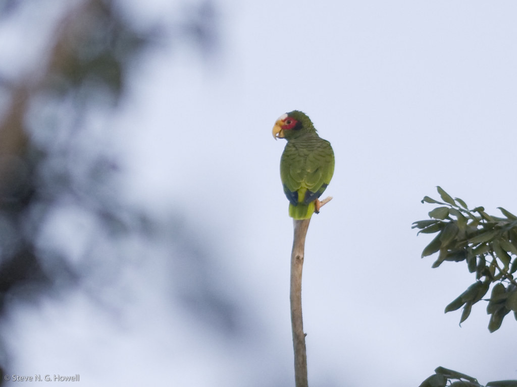 …for the rather local Yucatan (or Yellow-lored) Parrot.
