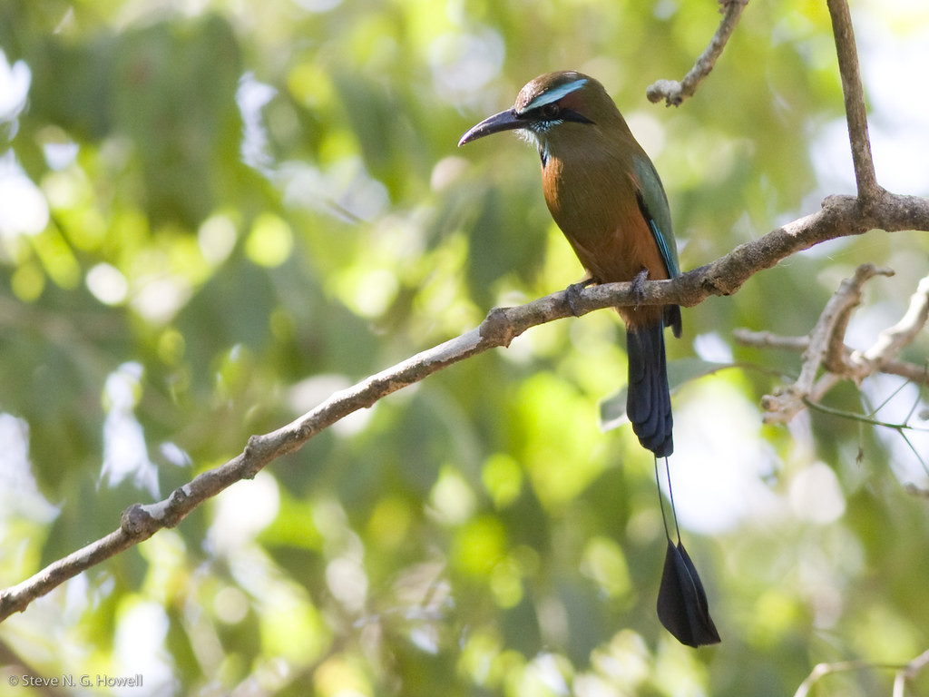 …and perhaps find the stunning Turquoise-browed Motmot sitting quietly in the shade.
