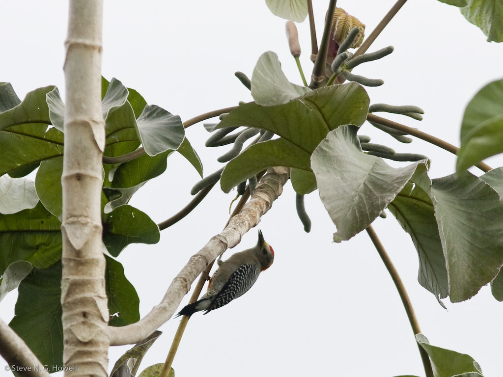 We’ll also look for the diminutive Yucatan Woodpecker…
