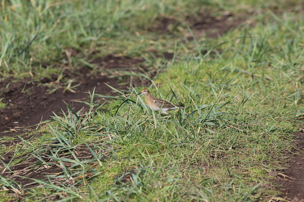 …and this attractive Sharp-tailed (which can be common here in September).