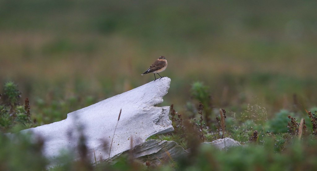 …and harbor a wider array of passerines like this Northern Wheatear, heading off to Sub Saharan Africa…