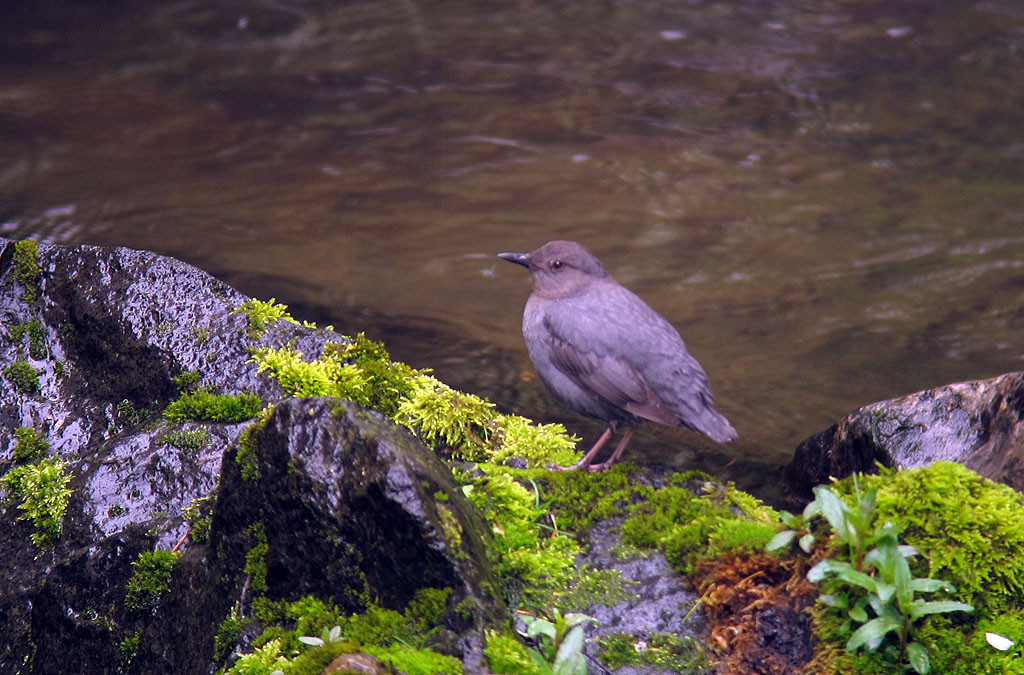 …where we often have a farewell view of American Dipper.