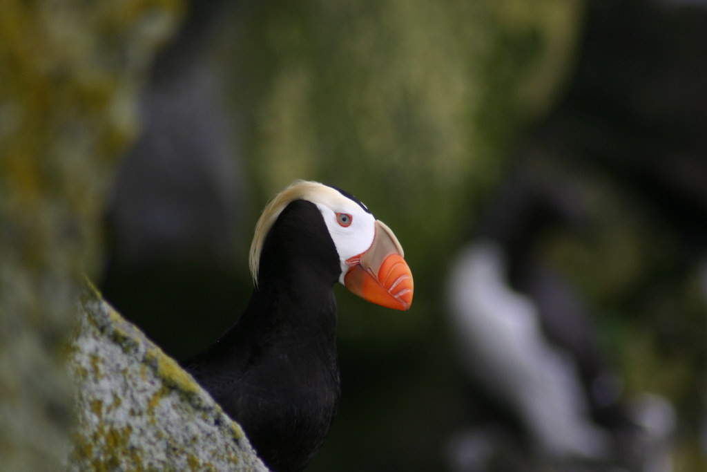 …Tufted Puffins should still be feeding young, and…