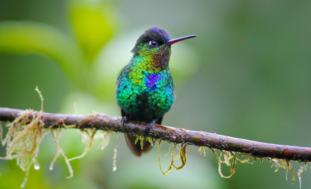 …and, of course, the stunning Fiery-throated Hummingbird.