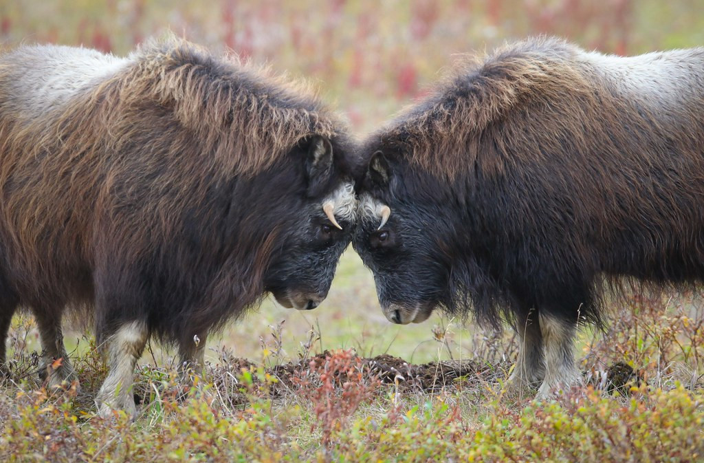…or see head-locking Musk Ox or…