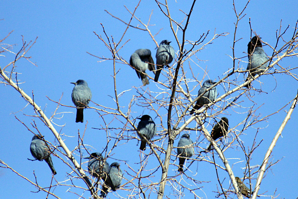 …and Pinyon Jays can appear as if by magic anywhere along our drive.