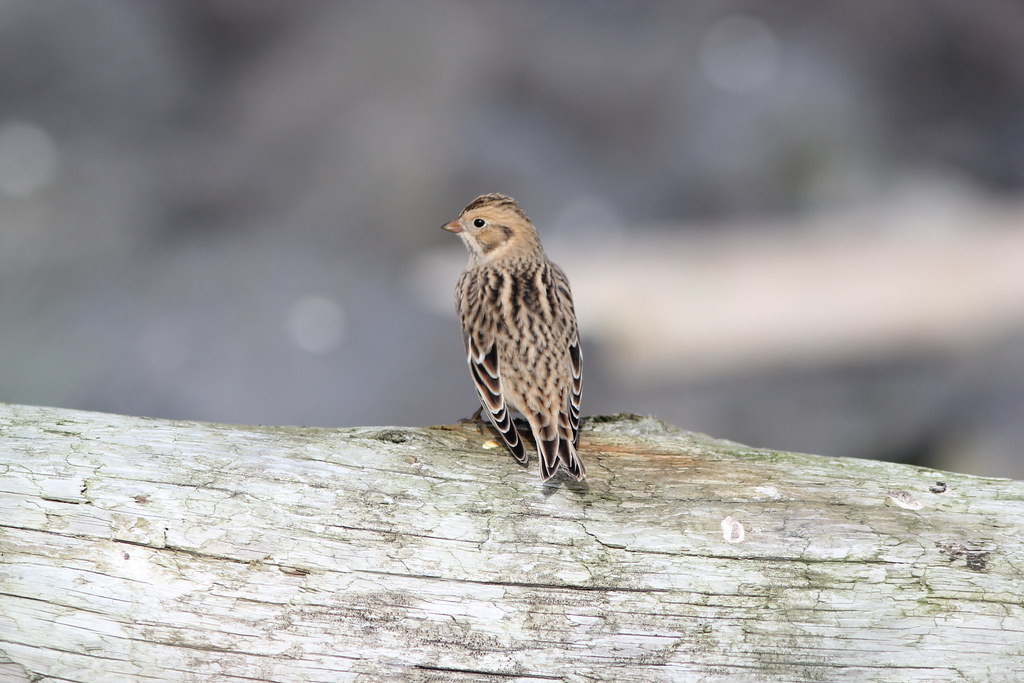 …like this subtly attractive Lapland Longspur…