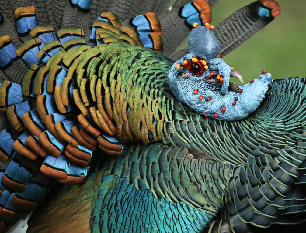 …where iridescent Ocellated Turkeys strut among stunning Mayan temples.