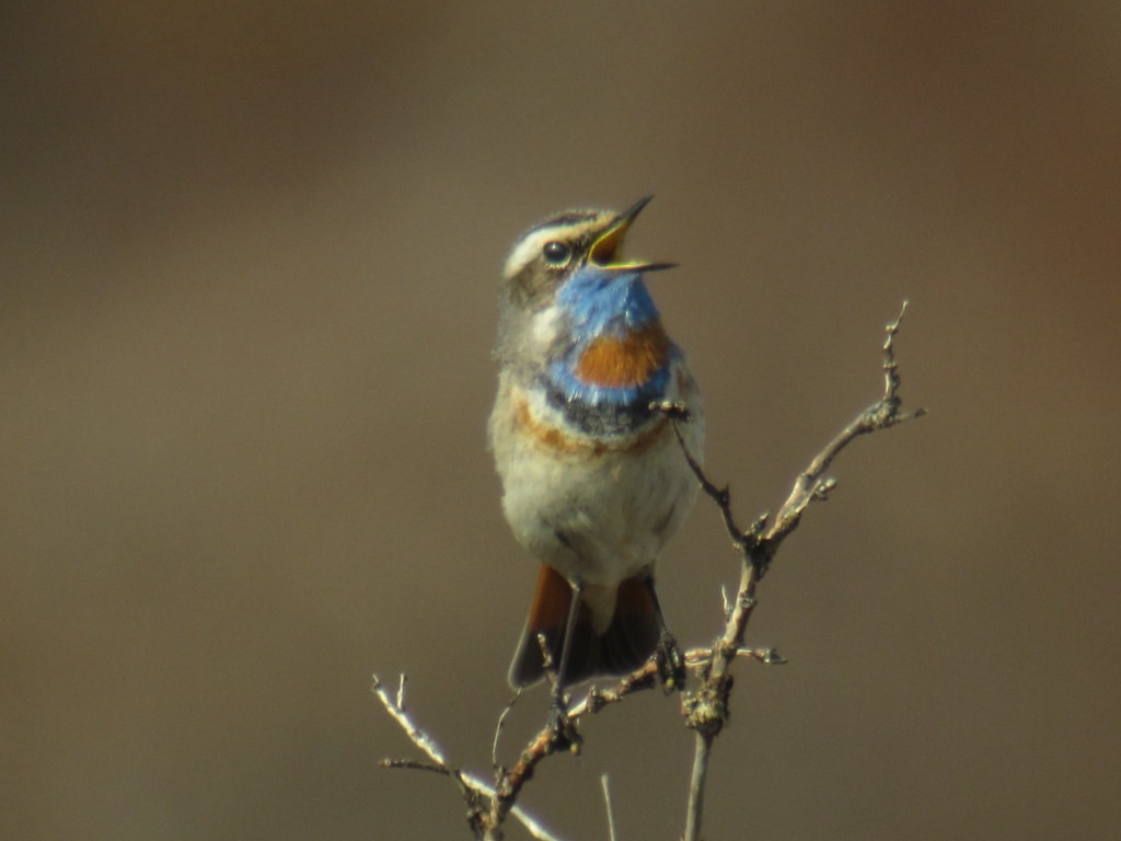 Nome’s birdlife includes many specialties, such as the incomparable Bluethroat…