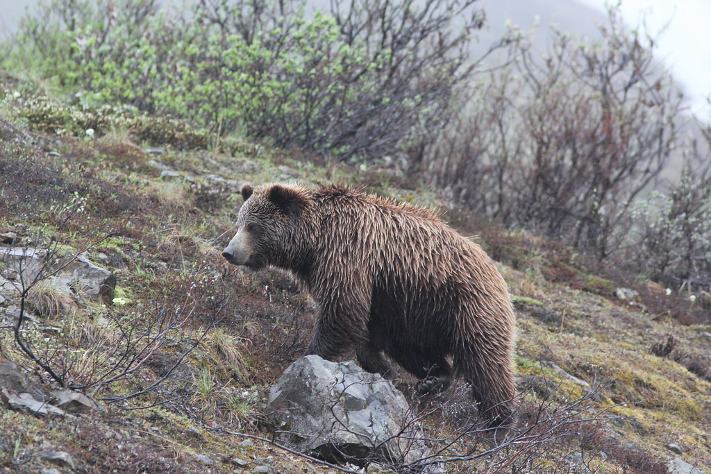 …and almost certainly Grizzly Bear.