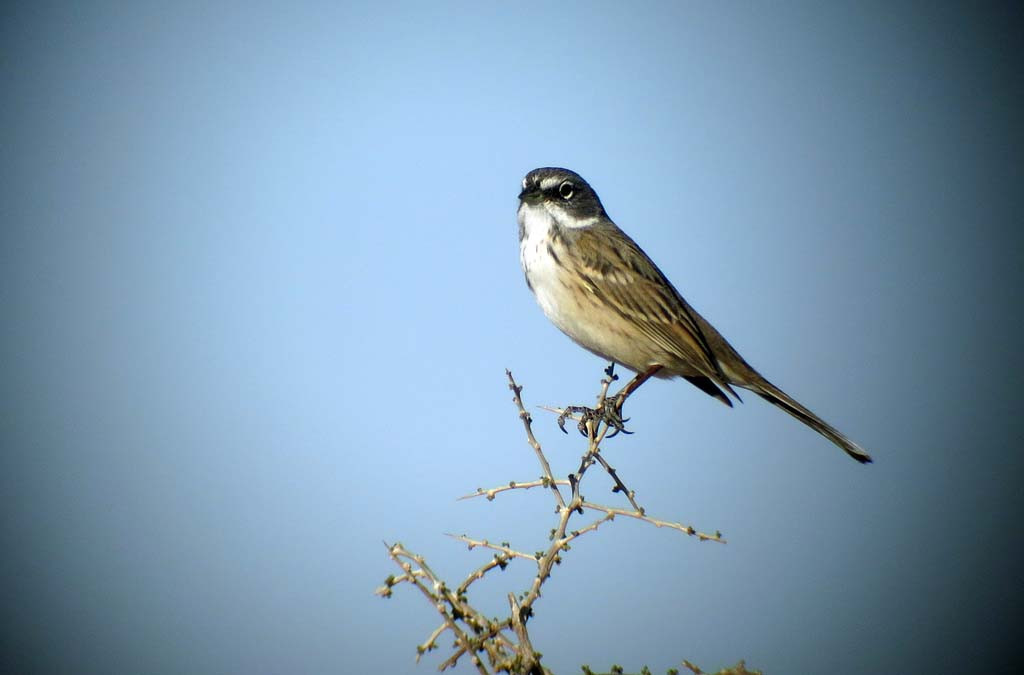 We’ll look for good stands of tall sagebrush to find Sage Sparrow…