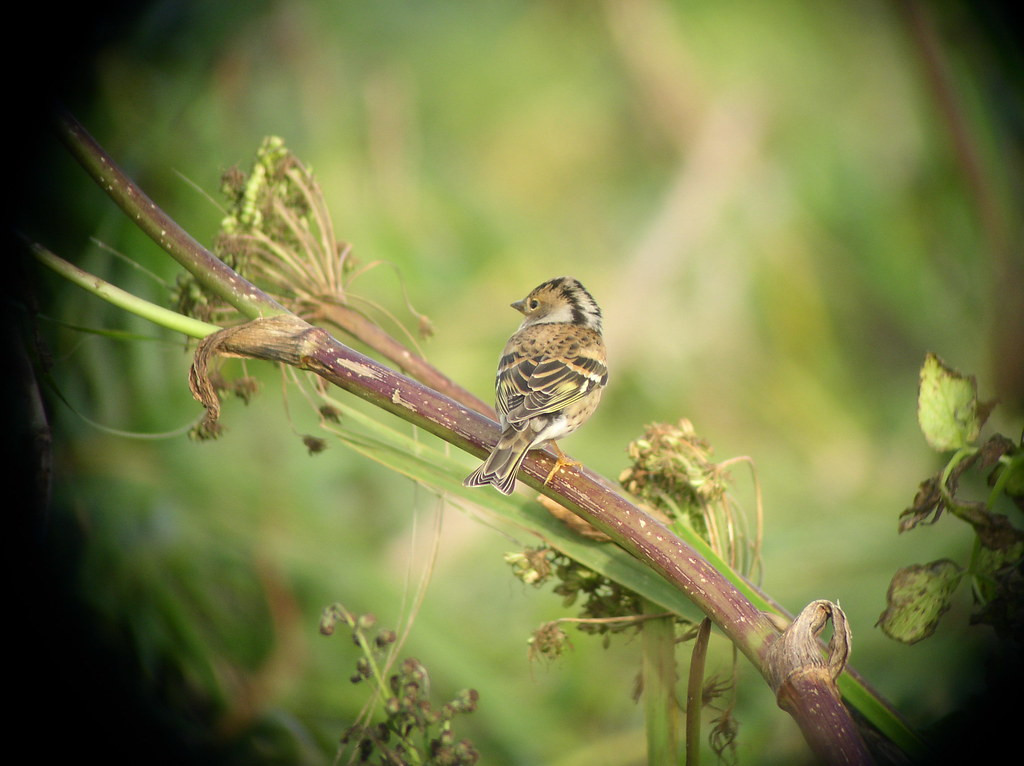 Vagrant passerines are always much desired, and birds like Brambling…