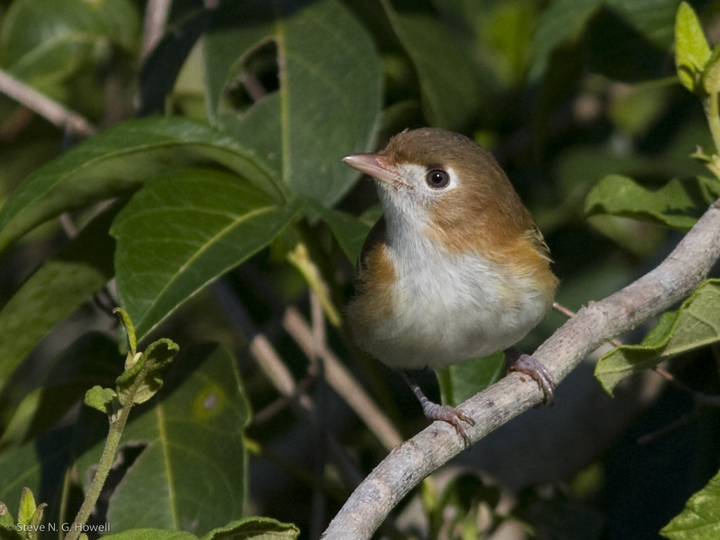 …including island endemics such as the endearing Cozumel Vireo…
