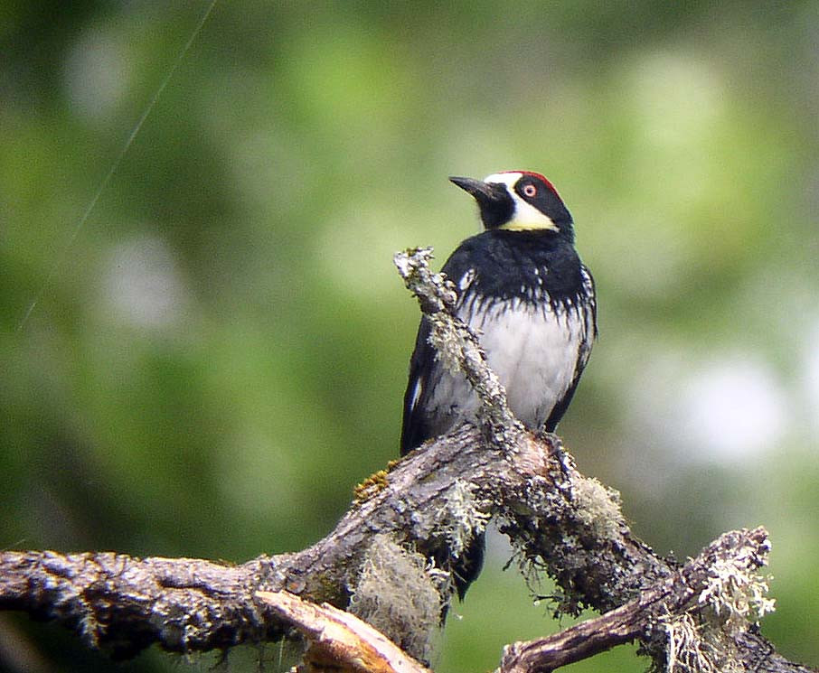 This tour could see tremendous woodpecker diversity, but only here in the Willamette Valley will we see Acorn Woodpecker.