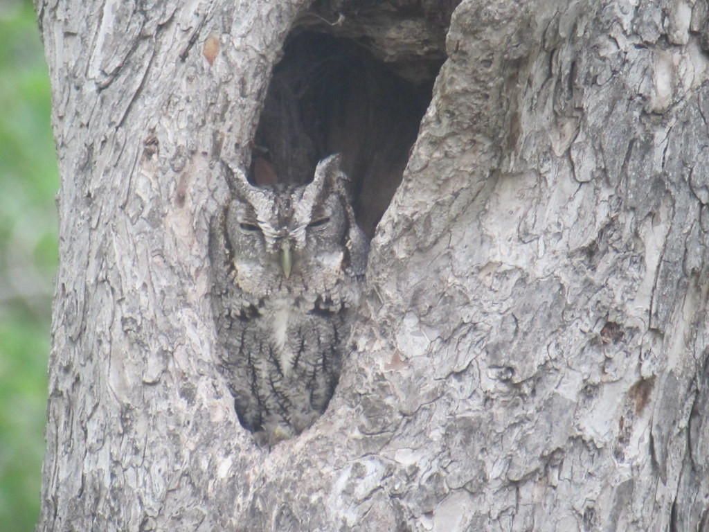 We’ll keep an eye out for roosting owls like this Eastern Screech, alway gray phase here.