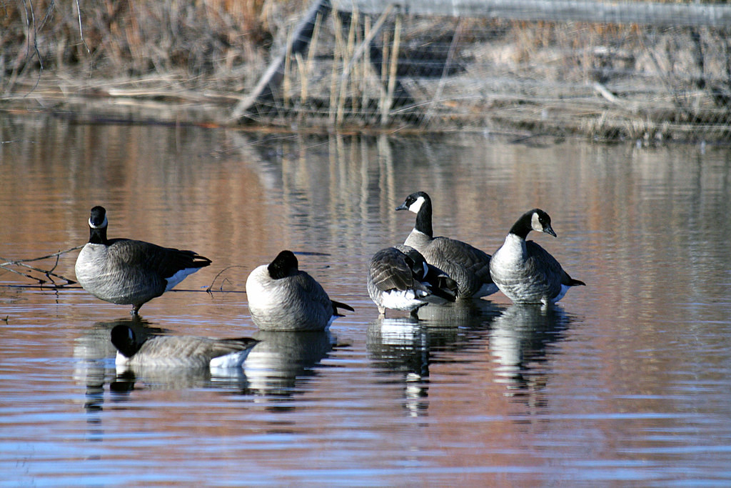 We’ll start out around Denver, where reservoirs may hold Cackling Geese…
