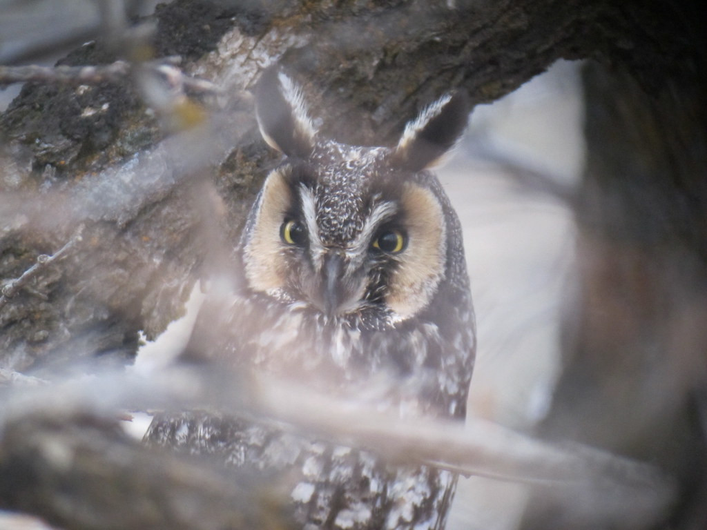…for passerines and also for raptors like this Long-eared Owl.