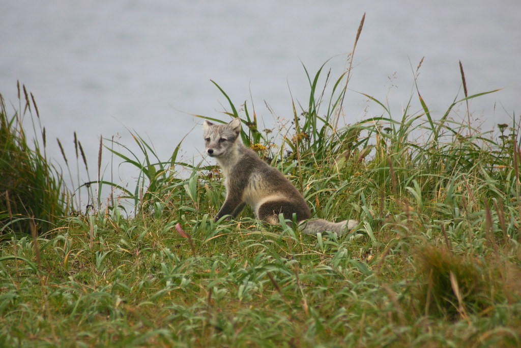 Mammals like this Arctic Fox liven up the birding… 